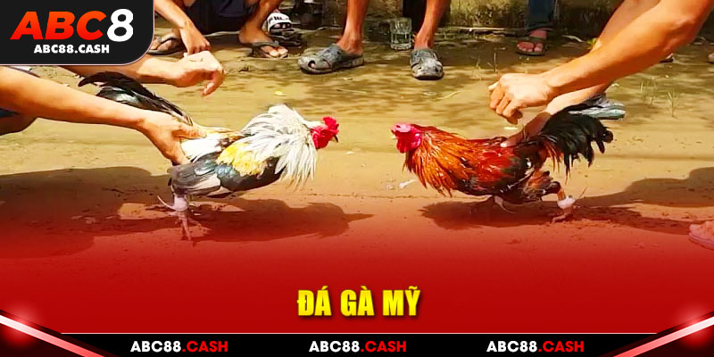 đá gà mỹ